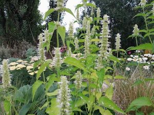 Agastache rugosa f. albiflora