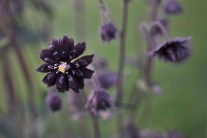 Aquilegia vulgaris ‘Black Barlow’