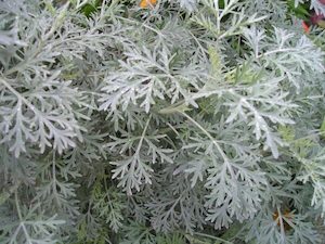 Nursery (flower, shrubs, ornamental trees): Artemisia absinthium- Wormwood