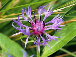 Nursery (flower, shrubs, ornamental trees): Centaurea montana