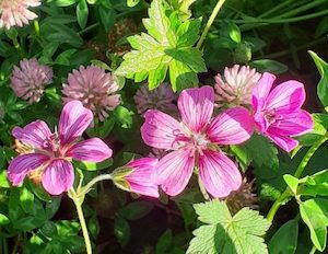 Geranium ‘Sue Crug’-Cranesbill