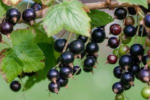 Ribes nigrum – Blackcurrant