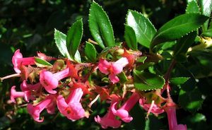 Escallonia ‘Field Scarlet’