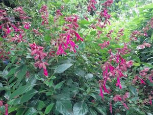 Salvia ‘Wendy’s Wish’