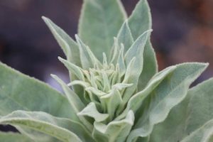 Salvia apiana – white sage