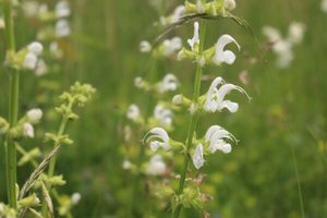 Nursery (flower, shrubs, ornamental trees): Salvia coccinea ‘Alba’