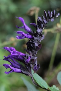 Nursery (flower, shrubs, ornamental trees): Salvia guaranitica ‘Amistad’