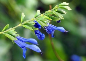 Salvia guaranitica ‘Blue enigma’