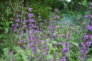 Salvia judaica