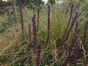 Salvia nemorosa ‘Caradonna’