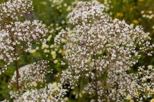 Nursery (flower, shrubs, ornamental trees): Valeriana officinalis- Valerian