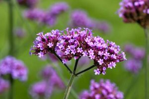 Verbena bonariensis