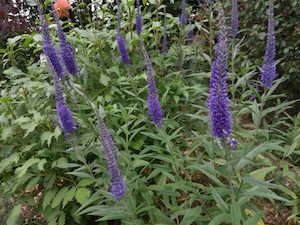 Nursery (flower, shrubs, ornamental trees): Veronica longifolia