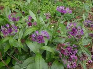 Centaurea montana ‘Amethyst Dream’