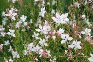 Gaura lindheimeri ‘Whirling Butterflies’