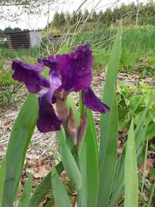 Iris germanica – Dwarf purple