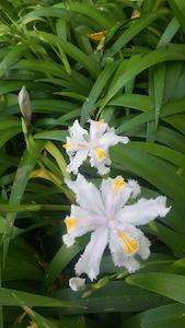 Nursery (flower, shrubs, ornamental trees): Iris japonica – Lilac white