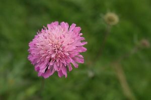 Knautia macedonica ‘Pale pink’