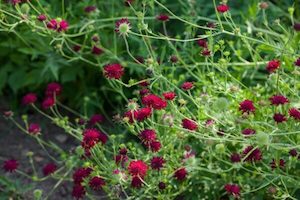 Nursery (flower, shrubs, ornamental trees): Knautia macedonica ‘Red Cherries’