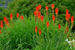 Kniphofia – dwarf flamenco mix