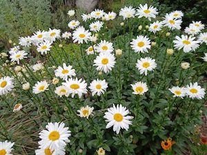 Leucanthemum x superbum