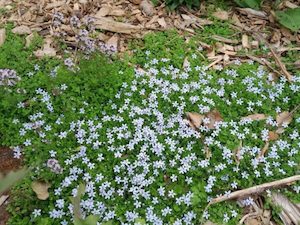 Lobelia pedunculata