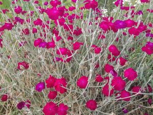 Nursery (flower, shrubs, ornamental trees): Lychnis coronaria – Rose campion