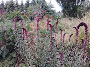 Lysimachia atropurpurea ‘Beaujolais’