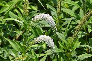 Nursery (flower, shrubs, ornamental trees): Lysimachia clethroides