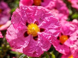 Cistus ‘Brilliancy’