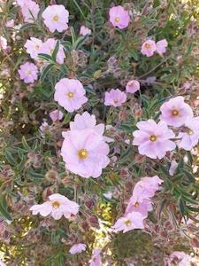 Nursery (flower, shrubs, ornamental trees): Cistus x argenteus ‘Silver Pink’