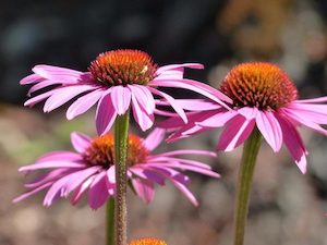 Nursery (flower, shrubs, ornamental trees): Echinacea purpurea