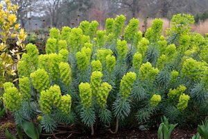 Euphorbia characais subsp. Wulfenii