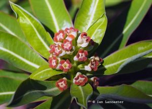 Euphorbia mellifera