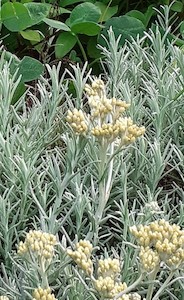 Nursery (flower, shrubs, ornamental trees): Helichrysum italicum – Curry plant