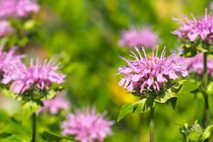 Monarda fistulosa – wild bergamot