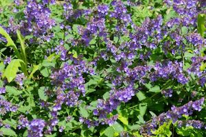 Nursery (flower, shrubs, ornamental trees): Nepeta faassenii – Catmint