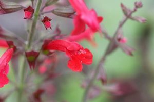 Salvia roemeriana ‘Arriba’