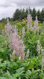 Salvia sclarea Clary sage