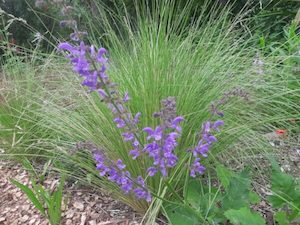 Salvia transsylvanica ‘blue cloud’