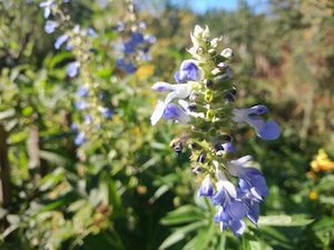 Nursery (flower, shrubs, ornamental trees): Salvia uliginosa