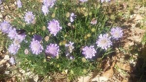 Scabiosa columbaria f. nana- pincushion blue