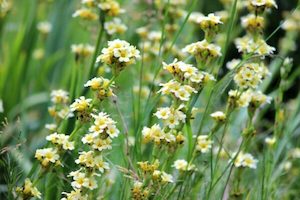 Nursery (flower, shrubs, ornamental trees): Sisyrinchium striatum – Satin flower