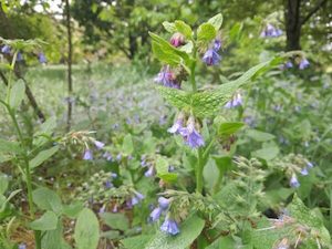 Symphytum ibericum ‘Hidcote Blue’