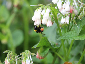 Symphytum ibericum ‘Hidcote Pink’- evergreen comfrey