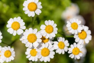 Tanacetum parthenium – Feverfew