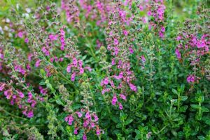 Teucrium chamaedrys – Wall germander