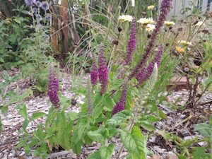 Teucrium hircanicum ‘purple tails’