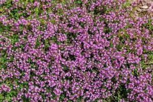 Nursery (flower, shrubs, ornamental trees): Thymus nummeralis – Pizza thyme