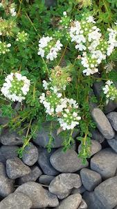 Thymus praecox ‘Albiflorus’ – White creeping thyme